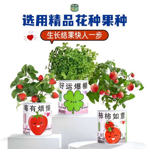 蚁恩罐头植物盲盒幼儿园室内种植小盆栽蔬菜花卉种子绿植61儿童节礼物 【寓意种植小盆栽盲盒、3罐装】 【老师推荐/简单易活/四季可种】