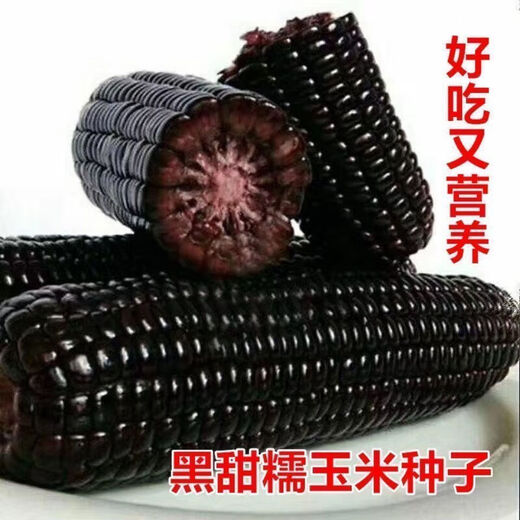 Spring black sweet waxy corn seeds, super sweet seeds, four seasons, high yield, extra large drought-tolerant seed corn, nationally approved black waxy corn seeds, 3 packs, about 150 seeds