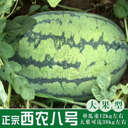Xiangbin resistant to heavy cropping Xinong No. 8 watermelon seeds extra large lazy unicorn super sweet high yield giant watermelon fruit seeds Xinong No. 8 watermelon seeds 5g original