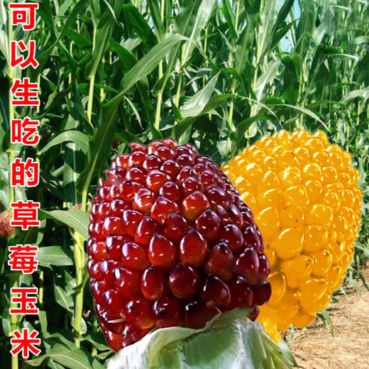 Super sweet fruit, pineapple corn seeds, strawberry corn, sweet waxy corn seeds, raw field vegetables, 20 strawberry corn seeds + 20 pineapple corn seeds