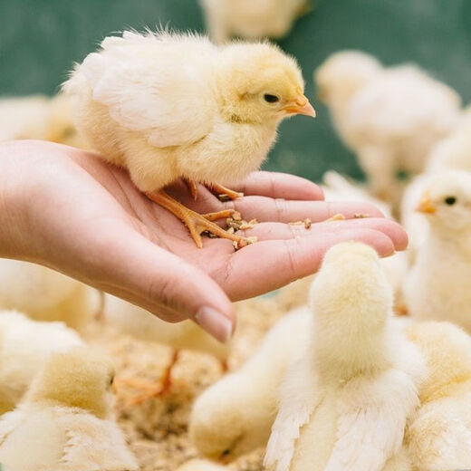 Wangyuanxing direct selling chicken feed for chickens, opening layer, broiler and fattening pellets full price feed 5Jin Jin equal to 0.5kg small pellet chicken feed