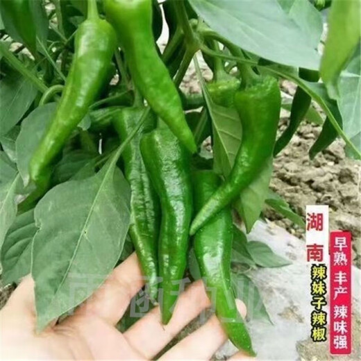 Native pepper seeds spring early maturing extra spicy thin skin green spicy delicious pepper tip seeds pepper seeds 100 local varieties 2 packs 400 capsules x