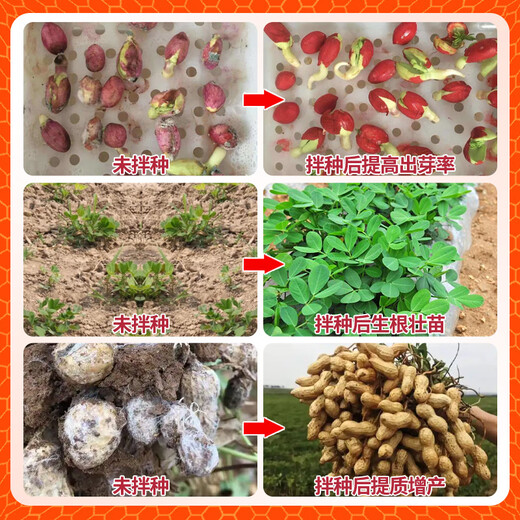 Zhaorufeng peanut seed dressing agent, germination and rooting prevention, insect prevention, disease prevention, antibacterial, high-yield coating agent, microbial inoculant fertilizer, 500g 1 bottle (free 1 package of brassinoids)
