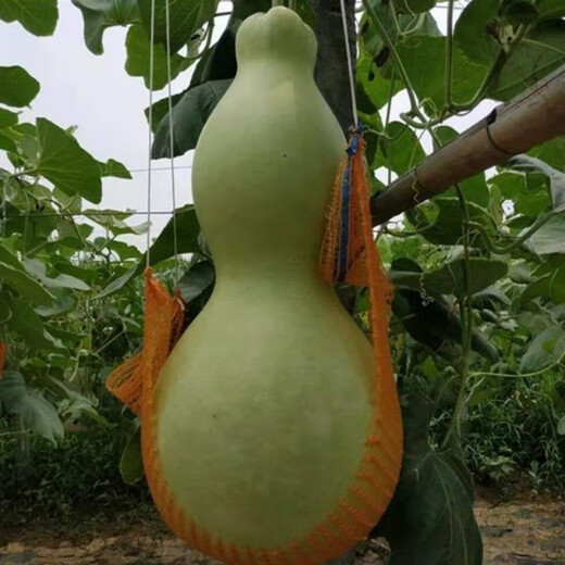 Extra large gourd seeds, extra large gourd seeds, extra large gourd seeds, large gourd seeds, giant gourd seeds, extra large new seeds - about 20 seeds, 2 packs