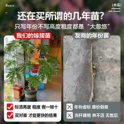 Yimizhu Four Seasons Papaya Fruit Tree Fruit Seedlings Rock Sugar Red Heart Fruit Papaya Extra Large Seedlings Fruit Trees Potted Planting in the North and South Courtyard Rock Sugar Fruit Papaya 1 Sweet and Soft Glutinous Year