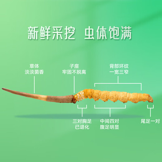 Dongyangguang Fresh Cordyceps Klasse 1 16 Geschenkkarten 0,4-0,6 g/Fresh Cordyceps Gourmet für ältere ältere Menschen