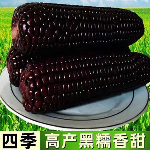 Spring black sweet waxy corn seeds, super sweet seeds, four seasons, high yield, extra large drought-tolerant seed corn, nationally approved black waxy corn seeds, 3 packs, about 150 seeds
