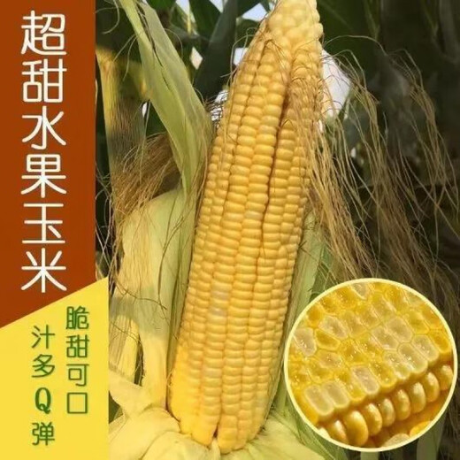 Super sweet fruit corn seeds, big sticks, early maturing, sweet and glutinous, can be eaten raw in the field all year round. Can be eaten raw. Super sweet fruit corn seeds, artificially selected new species, 101 seeds (2 packs+)