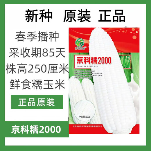 New species in stock original Beijing Academy of Agricultural Sciences Jingke Nuo 2000 waxy corn seeds large stick type sticky corn seeds new species original Jingke Nuo 2000 200g about 750 1 bag