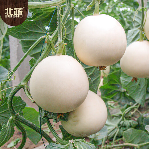 Beishu melon seed seedlings rock sugar heart-shaped white-skinned melon melon fruit seeds white sand honey melon seeds 150 capsules