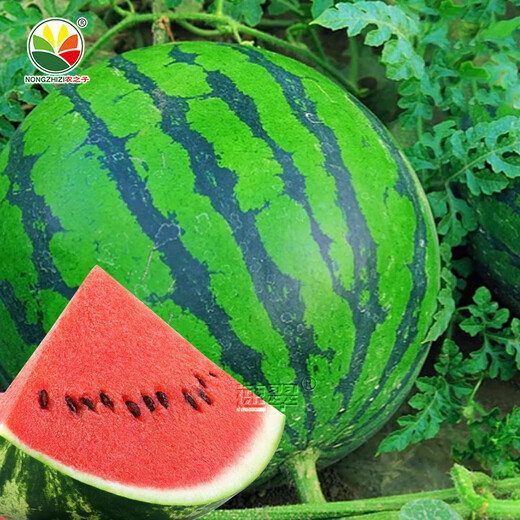 NONGZHIZI Lazy Man Watermelon Seed Extra Large Spring Meidu Watermelon Seed 50 capsules/bag