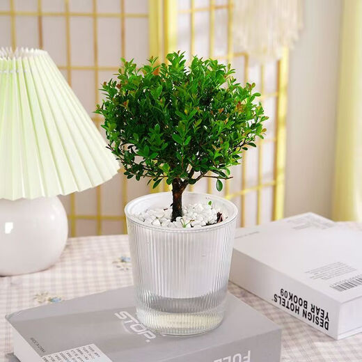 Taixisi small-leaf red nan green plant potted hydroponic plants are easy to grow living room green plant ornaments + Guangtide water-absorbing basin, straight from the source