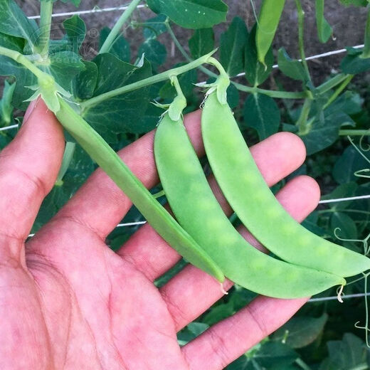 甜脆荷兰豆种子菜豌豆双花双夹耐寒农家自种秋冬季豆角菜种子 荷 荷兰豆种子[今年新种 #9898颗颗新种子--300粒