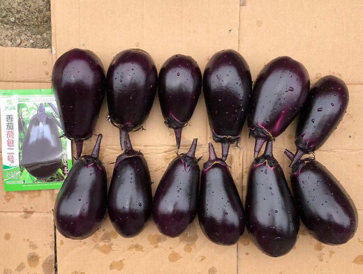 Shanqie Purse No. 2 hybrid eggplant seeds, extremely early maturing, purple-black, round, large, green-fleshed, disease-resistant, high-yielding, field use, original 200 capsules