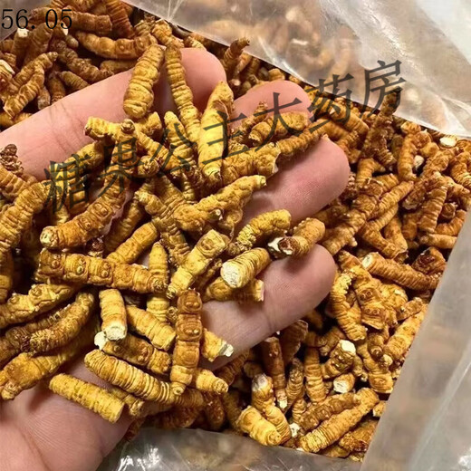 【药房直售】冬虫夏草干货大肉段干草冬虫夏草滋补泡酒 冬虫夏 冬虫夏草(10克)纯肉段