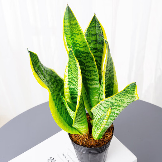 Phnom Penh tiger orchid new house office succulent flowers white jade tiger orchid long-legged tiger orchid green plant potted plant 3 Phnom Penh tiger orchid + 1 gallon pot with bottom tray