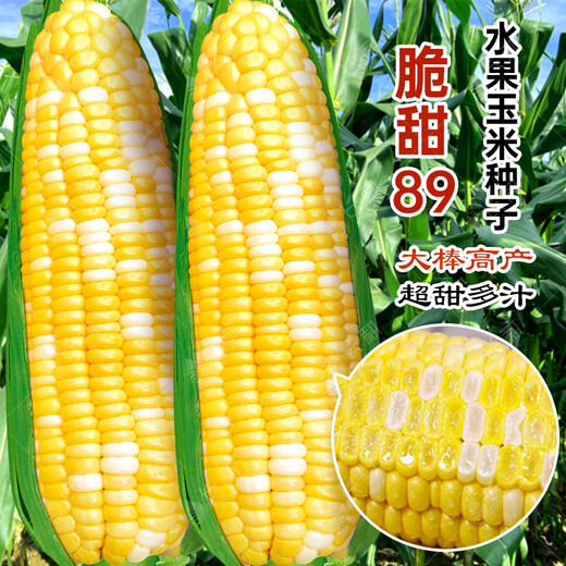 Long-cultivation super sweet two-color fruit corn seeds easy to grow sweet corn seeds extra large drought-resistant spring four seasons sweet waxy corn sticky sweet crispy sweet 89 corn 100g gold medal corn