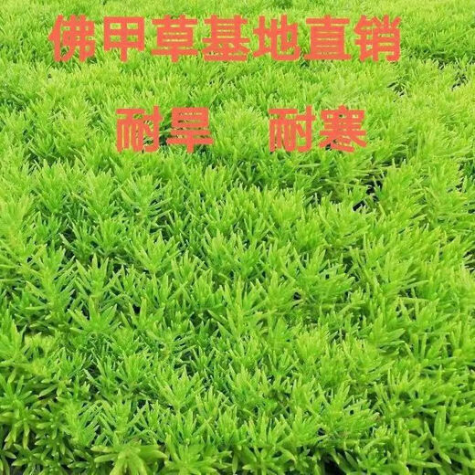 Lazy golden Buddha's grass courtyard perennial lawn turf gold indoor garden cold-resistant ground cover seedlings Golden Buddha's grass pot (11 cm diameter)