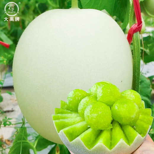 Dayu Jade Mushroom Melon Seeds White Skin Ice Cream Honey Sweet Melon Seeds Super Sweet Early Mature Xin Yugu F1 Melon Seeds 10 capsules