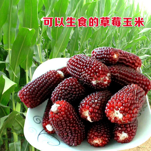 Super sweet fruit, pineapple corn seeds, strawberry corn, sweet waxy corn seeds, raw field vegetables, 20 strawberry corn seeds + 20 pineapple corn seeds