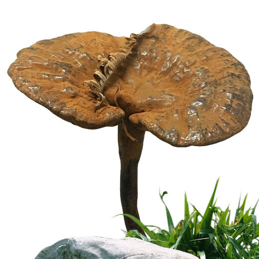 Fat Donglai's same style wild Ganoderma pure natural purple Ganoderma wild L raw mountain natural non-bitter pruned branch with spore powder 500 grams Ganoderma 10-16 pcs