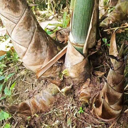 Bamboo seedlings, fruity bamboo shoots, Yunnan Bo's sweet dragon bamboo shoots, bamboo shoots that can be eaten raw when they are planted, 20 sweet bamboo seedlings
