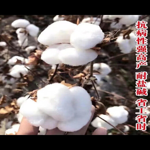 Miao Chongchong Xinjiang Cotton Seeds High Yield Lazy Man Thousand Jin Jin is equal to 0.5 kg Wang Datian Planting Xinjiang High Yield Cotton Seeds This Year's New Seeds Package Selected 50