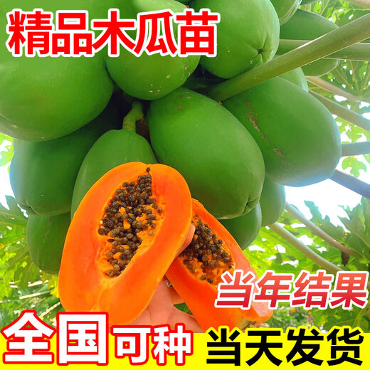 Yimizhu Four Seasons Papaya Fruit Tree Fruit Seedlings Rock Sugar Red Heart Fruit Papaya Extra Large Seedlings Fruit Trees Potted Planting in the North and South Courtyard Rock Sugar Fruit Papaya 1 Sweet and Soft Glutinous Year