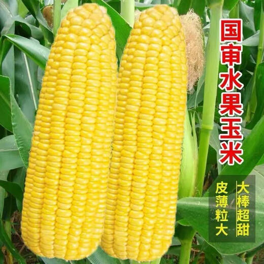 Super sweet fruit corn seeds, big sticks, early maturing, sweet and glutinous, can be eaten raw in the field all year round. Can be eaten raw. Super sweet fruit corn seeds, artificially selected new species, 101 seeds (2 packs+)