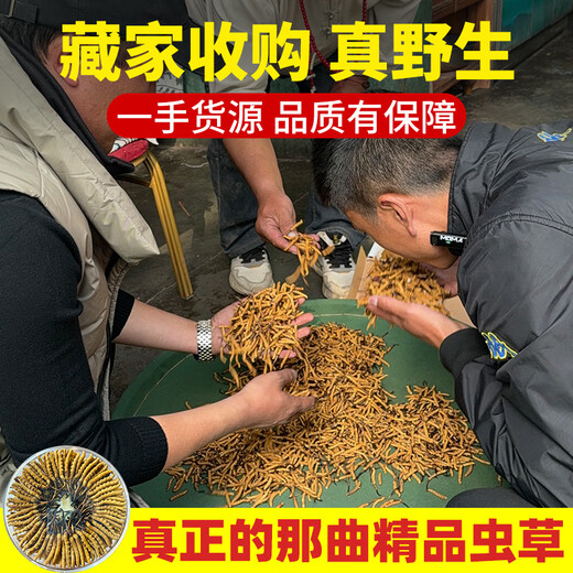 东仔【西藏那曲】野生冬虫夏草高海拔野生虫草断草滋补品礼盒送长辈 【西藏那曲野生】大号断草-全家滋补 20克（礼盒装）