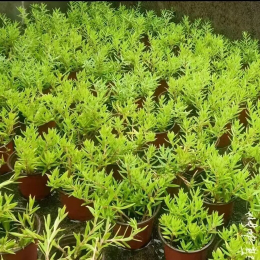 Lazy golden Buddha's grass courtyard perennial lawn turf gold indoor garden cold-resistant ground cover seedlings Golden Buddha's grass pot (11 cm diameter)