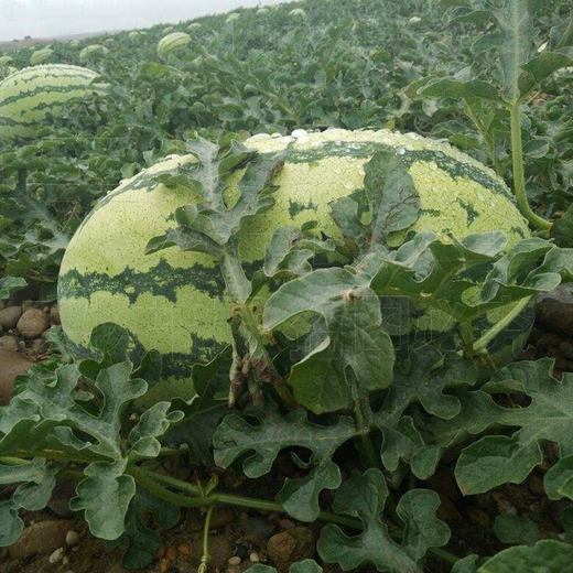 Xiangbin watermelon seeds Ningxia selenium sand mountain stone melon seeds sown in all seasons, high yield, thin skin, medium ripe, super sweet, large fruit seed, Desert No. 1 watermelon seeds 100 original