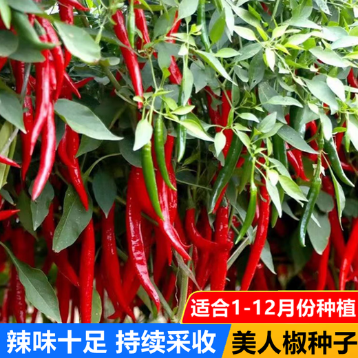 Spicy Spicy Pepper Seeds, Golden Spicy Green Peppers, Pig Intestine Pepper Seeds, Potted Vegetable Seeds for Garden Fields and Balconies, New Beauty Peppers, Hot and Touching, Approximately 900 capsules, 3 packs