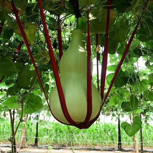 New product Jiuxianbao gourd extra large gourd seeds vegetable balcony garden potted climbing vine seeds Jiuxianbao gourd seeds seeds a pack of about 35 seeds