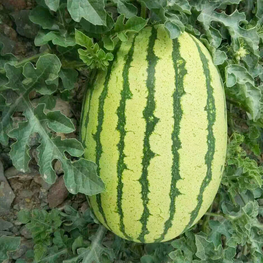 Xiangbin resistant to heavy cropping Xinong No. 8 watermelon seeds extra large lazy unicorn super sweet high yield giant watermelon fruit seeds Xinong No. 8 watermelon seeds 5g original