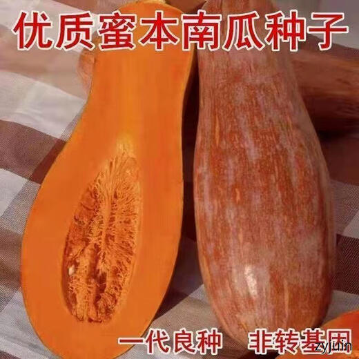 Miben Sweet and Glutinous Pumpkin Seeds, Four Seasons Old Pumpkins, Dense Pumpkin Varieties, Miben Pumpkin Seeds, 5 packs, about 150 capsules