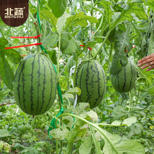Northern Vegetable Watermelon Seed Seedlings Early Mature Thin-Skinned Small Fruit Suitable for Potted Melon Seeds in the North and South Ruby Watermelon Seeds 50 Tablets