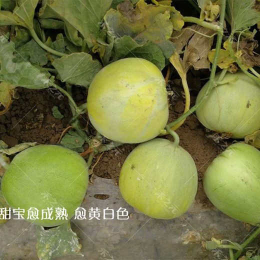Xiangbin Japanese Sweet Treasure Melon Seeds Extra Large Authentic Spring Season Fruit Seeds Super Sweet Watermelon Muskmelon Seeds Japanese Sweet Treasure Seeds 100 original x2 packs