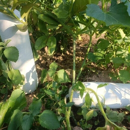 Pink-skinned winter melon original seed, long columnar type, selected winter melon seeds, a complete list of spring sown vegetables, pink-skinned winter melon, pink-skinned winter melon seeds (germination rate 99%) FDG569 new species, 5 packs, about 110 seeds, free