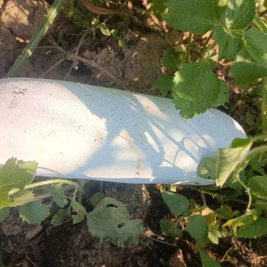 Pink-skinned winter melon original seed, long columnar type, selected winter melon seeds, a complete list of spring sown vegetables, pink-skinned winter melon, pink-skinned winter melon seeds (germination rate 99%) FDG569 new species, 5 packs, about 110 seeds, free