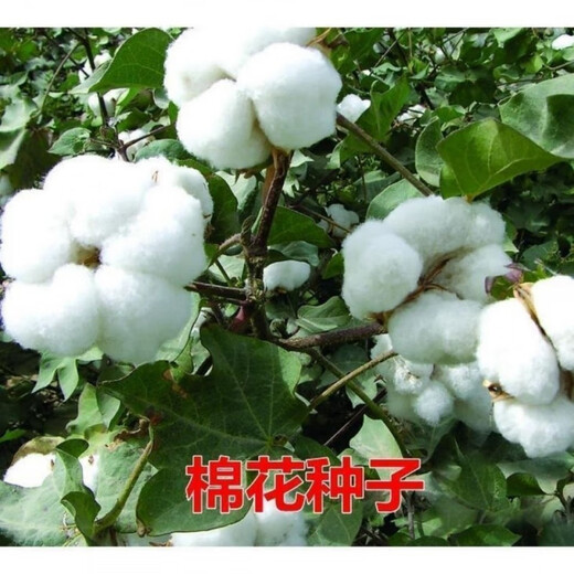 Miao Chongchong Xinjiang Cotton Seeds High Yield Lazy Man Thousand Jin Jin is equal to 0.5 kg Wang Datian Planting Xinjiang High Yield Cotton Seeds This Year's New Seeds Package Selected 50