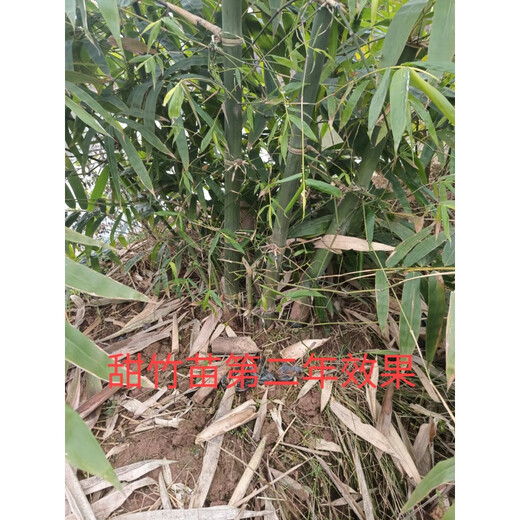 Bamboo seedlings, fruity bamboo shoots, Yunnan Bo's sweet dragon bamboo shoots, bamboo shoots that can be eaten raw when they are planted, 20 sweet bamboo seedlings