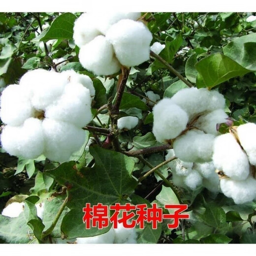 Xinjiang Cotton Seed Lazy Man Thousand Jin Jin is equal to 0.5 kg Wang Datian Planting Resistant to Insects, Diseases and Repeated Cropping Xinjiang Cotton Seed This Year's New Seed Coated Seed Selected 50 Seeds