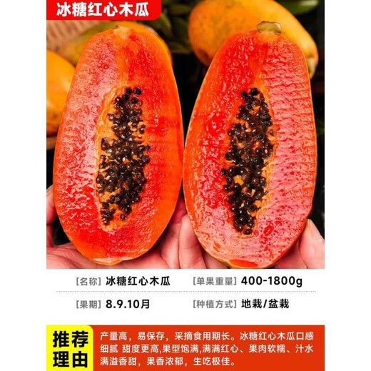 Yimizhu Four Seasons Papaya Fruit Tree Fruit Seedlings Rock Sugar Red Heart Fruit Papaya Extra Large Seedlings Fruit Trees Potted Planting in the North and South Courtyard Rock Sugar Fruit Papaya 1 Sweet and Soft Glutinous Year