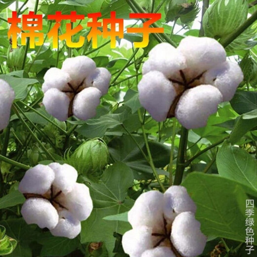 Miao Chongchong Xinjiang Cotton Seeds High Yield Lazy Man Thousand Jin Jin is equal to 0.5 kg Wang Datian Planting Xinjiang High Yield Cotton Seeds This Year's New Seeds Package Selected 50
