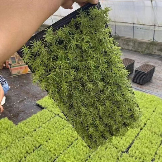 Lazy golden Buddha's grass courtyard perennial lawn turf gold indoor garden cold-resistant ground cover seedlings Golden Buddha's grass pot (11 cm diameter)