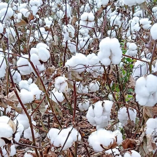 Xinjiang Cotton Seed Lazy Man Thousand Jin Jin is equal to 0.5 kg Wang Datian Planting Resistant to Insects, Diseases and Repeated Cropping Xinjiang Cotton Seed This Year's New Seed Coated Seed Selected 50 Seeds