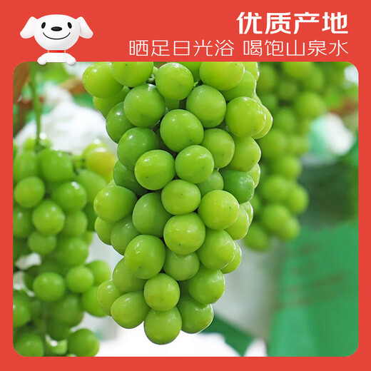 Jingxiansheng Sunshine Rose Grape Green Grape 4-4.5Jin Jin is equal to 0.5kg gift box, single fruit about 10g, fresh fruit, fresh gift box