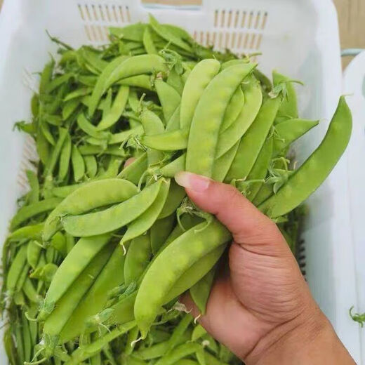 甜脆荷兰豆种子菜豌豆双花双夹耐寒农家自种秋冬季豆角菜种子 荷 荷兰豆种子[今年新种 #9898颗颗新种子--300粒