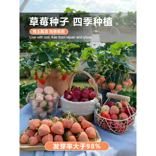 Strawberry seeds Dandong 99 four seasons fruit cream strawberry fruit seeds vegetable seeds complete seed seedlings strawberry 500 + pot + soil + fertilizer
